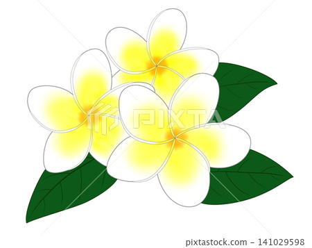 雞蛋花 雞蛋花 141029598
