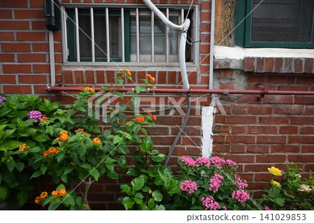 Lantana blooming in the alleys of Korea Lantana blooming in the alleys of Korea 141029853