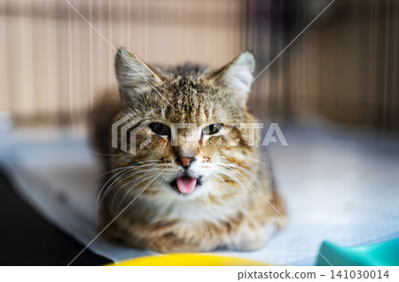 Tabby cat resting indoors with tongue out, half closed eyes, forward ears, dense striped fur, soft side light, calm expression, detailed whiskers, cozy home setting, close portrait Tabby cat resting indoors with tongue out, half closed eyes, forward ears, dense striped fur, soft side light, calm expression, detailed whiskers, cozy home setting, close portrait 141030014