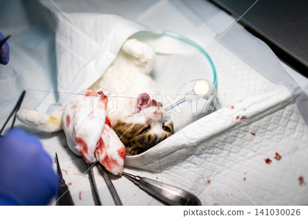 Small rodent receiving sterile wound care during veterinary treatment on clinical drape with gloved hands, visible blood, gauze pads, forceps, tubing, and medical tools nearby 141030026