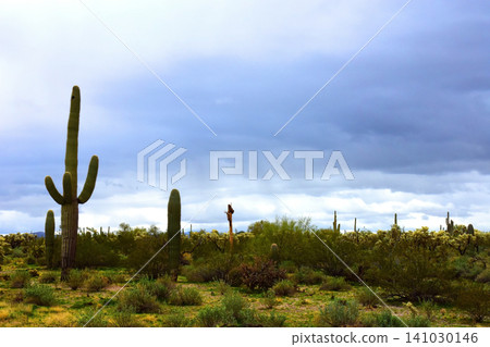 Old Saguaro Cactus Sonora desert Arizona Old Saguaro Cactus Sonora desert Arizona 141030146