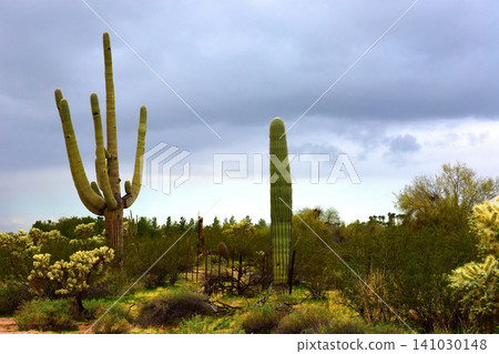 Old Saguaro Cactus Sonora desert Arizona Old Saguaro Cactus Sonora desert Arizona 141030148