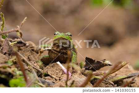 European Tree Frog Hyla arborea yawning forest European Tree Frog Hyla arborea yawning forest 141030155