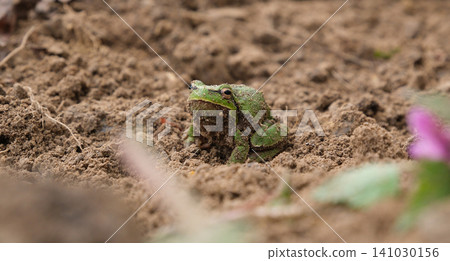 European tree frog Hyla arborea resting on dry branches and natural forest ground in outdoor habitat with detailed green skin texture and sharp wildlife focus European tree frog Hyla arborea resting on dry branches and natural forest ground in outdoor habitat with detailed green skin texture and sharp wildlife focus 141030156