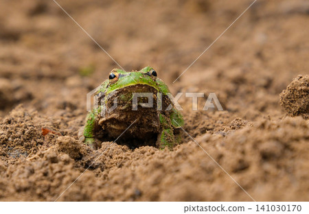 European tree frog Hyla arborea resting on dry branches and natural forest ground in outdoor habitat with detailed green skin texture and sharp wildlife focus European tree frog Hyla arborea resting on dry branches and natural forest ground in outdoor habitat with detailed green skin texture and sharp wildlife focus 141030170