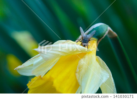Macro close up of a fly sitting on a blooming yellow daffodil flower in spring garden with delicate petals, natural texture and detailed insect wildlife scene Macro close up of a fly sitting on a blooming yellow daffodil flower in spring garden with delicate petals, natural texture and detailed insect wildlife scene 141030171