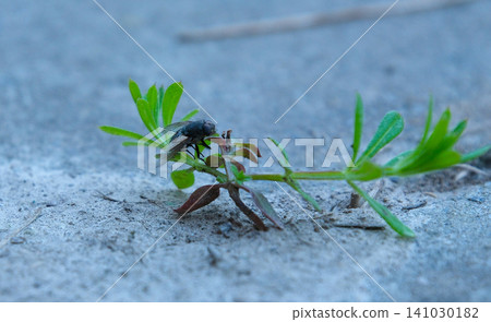 Common fly sitting on a small grass blade near the ground with soft blurred background, detailed insect texture and natural wildlife macro scene Common fly sitting on a small grass blade near the ground with soft blurred background, detailed insect texture and natural wildlife macro scene 141030182