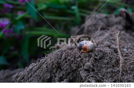 Cockchafer larva emerging from the soil surface on natural ground with detailed body texture, close up macro view and realistic wildlife scene outdoors Cockchafer larva emerging from the soil surface on natural ground with detailed body texture, close up macro view and realistic wildlife scene outdoors 141030183
