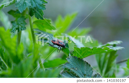 Firebug Pyrrhocoris apterus sitting on green plant leaf with soft blurred background, detailed red and black insect texture in natural wildlife macro scene Firebug Pyrrhocoris apterus sitting on green plant leaf with soft blurred background, detailed red and black insect texture in natural wildlife macro scene 141030197