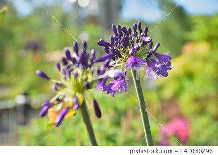百子蓮 'Evapanthus' 'Poppin' Purple Flower' 百子蓮 'Evapanthus' 'Poppin' Purple Flower' 141030296
