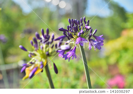 Agapanthus 'Evapanthus' 'Poppin' Purple' Flowers Agapanthus 'Evapanthus' 'Poppin' Purple' Flowers 141030297