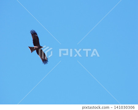 Flying in blue sky Flying in blue sky 141030306