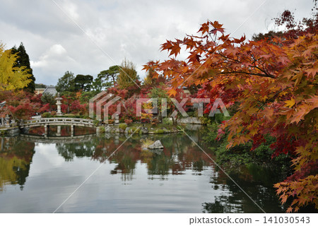 永堂禪林寺的秋景:從極樂橋眺望北條池與楓樹(京都市左京區) 永堂禪林寺的秋景:從極樂橋眺望北條池與楓樹(京都市左京區) 141030543