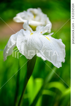 Iris (Kyoto-style kimono) _3638 Iris (Kyoto-style kimono) _3638 141030584