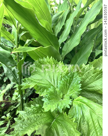 新鮮採摘的紫蘇葉,一種日本調味料。綠色的紫蘇葉和茗荷葉,產自自家花園。 新鮮採摘的紫蘇葉,一種日本調味料。綠色的紫蘇葉和茗荷葉,產自自家花園。 141030597