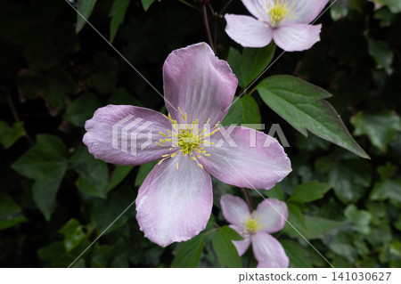 Close-up of a beautiful pink Clematis montana flower with four petals and yellow stamens blooming in a garden Close-up of a beautiful pink Clematis montana flower with four petals and yellow stamens blooming in a garden 141030627