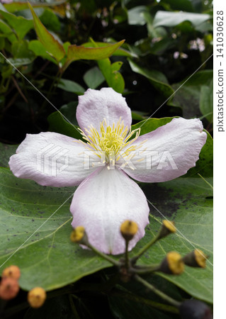 Side view of a beautiful pink Clematis montana flower with four petals and yellow stamens blooming in a garden Side view of a beautiful pink Clematis montana flower with four petals and yellow stamens blooming in a garden 141030628