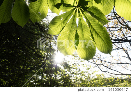 A low angle view of green horse chestnut leaves in bright sunlight with a sunburst effect shining through the forest trees A low angle view of green horse chestnut leaves in bright sunlight with a sunburst effect shining through the forest trees 141030647