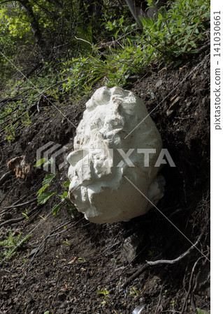 A giant white puffball mushroom with textured cracked surface growing on a dirt slope in nature A giant white puffball mushroom with textured cracked surface growing on a dirt slope in nature 141030661
