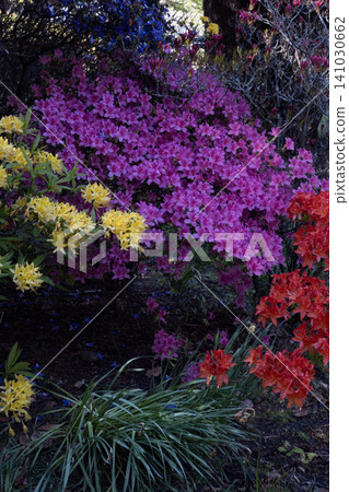 Colorful azalea bushes blooming with bright purple, yellow and red flowers in a spring garden Colorful azalea bushes blooming with bright purple, yellow and red flowers in a spring garden 141030662