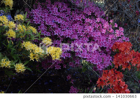 Colorful azalea bushes blooming with bright purple, yellow and red flowers in a spring garden 141030663