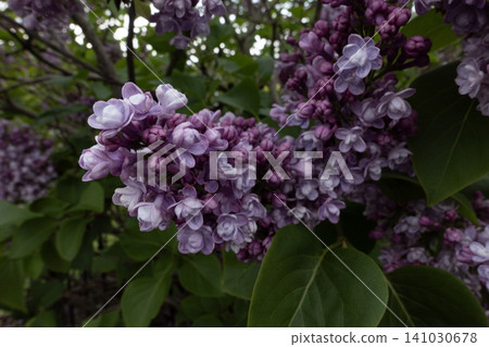 Close-up of blooming purple lilac flower clusters with green leaves in a spring garden Close-up of blooming purple lilac flower clusters with green leaves in a spring garden 141030678