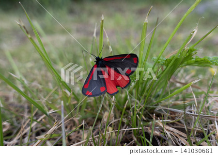 A close-up of a vibrant red and black Cinnabar moth resting on green grass blades in a meadow A close-up of a vibrant red and black Cinnabar moth resting on green grass blades in a meadow 141030681