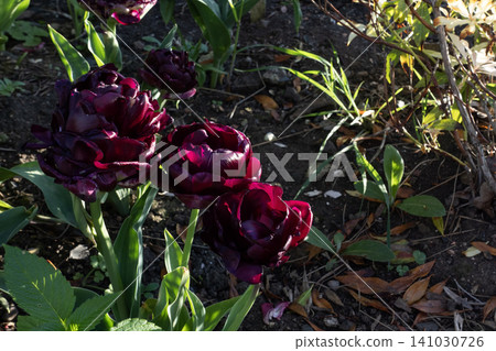 Dark burgundy tulips blooming in a flower bed under dramatic sunlight Dark burgundy tulips blooming in a flower bed under dramatic sunlight 141030726