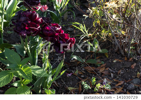 Dark burgundy tulips blooming in a flower bed under dramatic sunlight Dark burgundy tulips blooming in a flower bed under dramatic sunlight 141030729