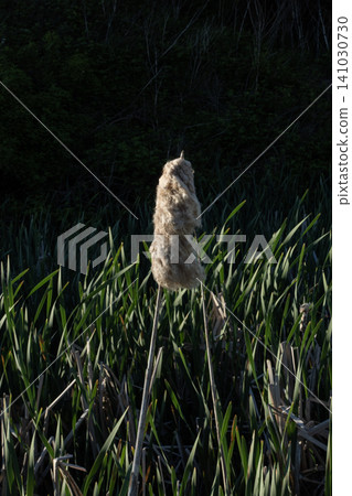 A vertical shot of a mature fluffy white cattail seed head standing out against a dense background of green reeds and marsh foliage A vertical shot of a mature fluffy white cattail seed head standing out against a dense background of green reeds and marsh foliage 141030730