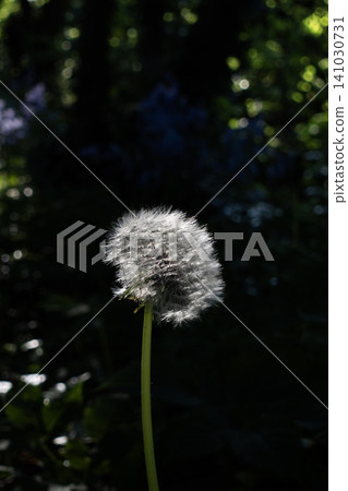 Close-up of a fluffy white dandelion seed head illuminated by sunlight against a dark, shadowy forest background Close-up of a fluffy white dandelion seed head illuminated by sunlight against a dark, shadowy forest background 141030731