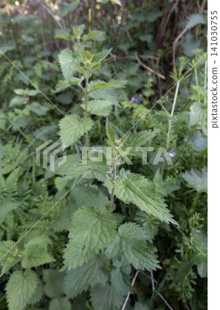 Green stinging nettle plants growing wild in a forest edge Green stinging nettle plants growing wild in a forest edge 141030755