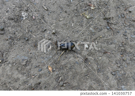 Top view of a black ground beetle crawling on dry textured soil Top view of a black ground beetle crawling on dry textured soil 141030757