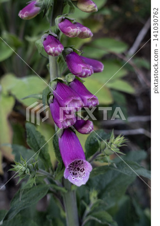 Close up of Common foxglove plant with purple bell-shaped flowers growing on a rocky hillside Close up of Common foxglove plant with purple bell-shaped flowers growing on a rocky hillside 141030762