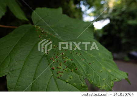 A close-up of a green maple leaf infected with red and green leaf galls caused by mites A close-up of a green maple leaf infected with red and green leaf galls caused by mites 141030764
