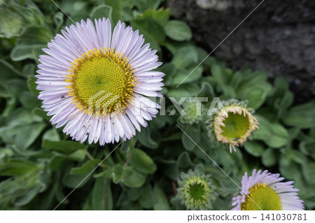 Blooming seaside daisy with beautiful petals and a yellow-green center, surrounded by flower buds Blooming seaside daisy with beautiful petals and a yellow-green center, surrounded by flower buds 141030781