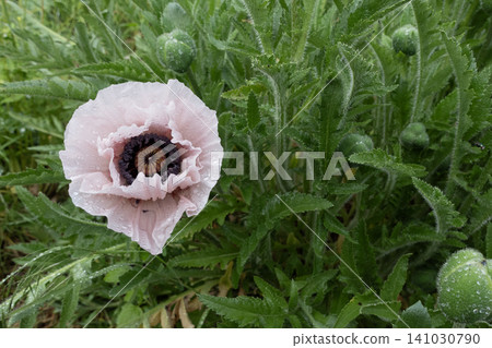 Blooming pale pink oriental poppy covered in fresh raindrops among green foliage and buds Blooming pale pink oriental poppy covered in fresh raindrops among green foliage and buds 141030790