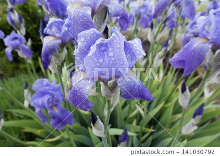 Group of purple iris flowers blooming in a garden, covered in fresh raindrops after a summer shower Group of purple iris flowers blooming in a garden, covered in fresh raindrops after a summer shower 141030792