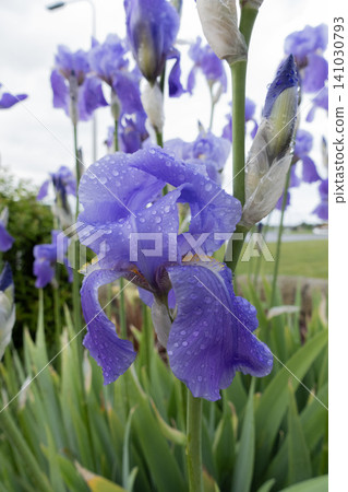 Close-up of a beautiful purple iris flower covered in fresh raindrops in a garden after a summer shower Close-up of a beautiful purple iris flower covered in fresh raindrops in a garden after a summer shower 141030793