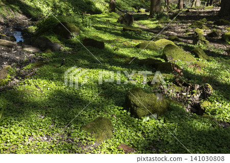 Scenic view of a lush green forest floor covered with plants and mossy rocks under dappled sunlight near a stream Scenic view of a lush green forest floor covered with plants and mossy rocks under dappled sunlight near a stream 141030808