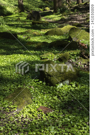 lush green forest floor covered with plants and mossy rocks under dappled sunlight vertical format 141030809