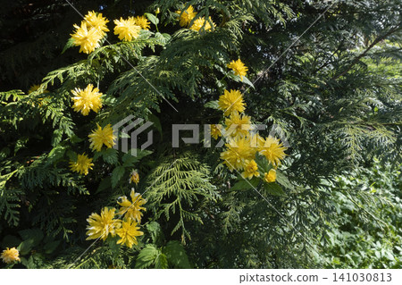 Vibrant yellow Japanese kerria flowers blooming in a garden Vibrant yellow Japanese kerria flowers blooming in a garden 141030813