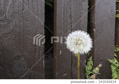 Fluffy white dandelion seed head standing against a dark brown weathered wooden fence with copy space Fluffy white dandelion seed head standing against a dark brown weathered wooden fence with copy space 141030814