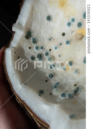 Green and grey mold colonies growing inside a spoiled coconut Green and grey mold colonies growing inside a spoiled coconut 141030821