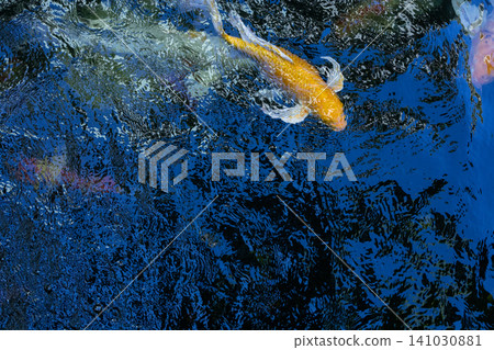 Movement of Fancy Carps Fish or Koi Swim in Pond 141030881