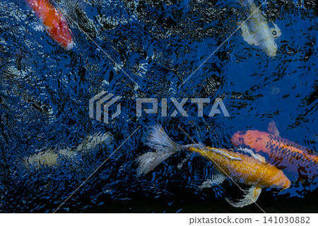 Movement of Fancy Carps Fish or Koi Swim in Pond Movement of Fancy Carps Fish or Koi Swim in Pond 141030882
