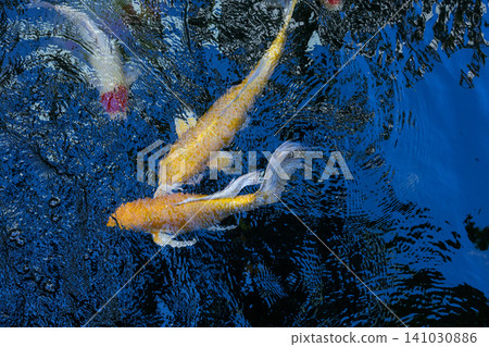 Movement of Fancy Carps Fish or Koi Swim in Pond 141030886