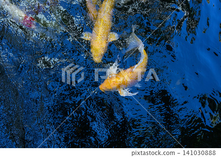 Movement of Fancy Carps Fish or Koi Swim in Pond Movement of Fancy Carps Fish or Koi Swim in Pond 141030888