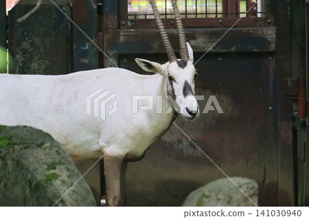 Arabian Orix Arabian Orix 141030940