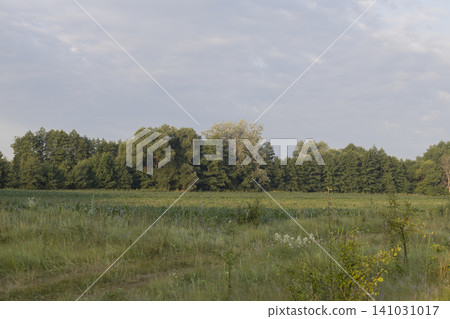 Picturesque rural landscape featuring a lush green corn field bordered by a dense forest line under a soft, cloudy summer sky, capturing the serene and peaceful atmosphere of the countryside at Picturesque rural landscape featuring a lush green corn field bordered by a dense forest line under a soft, cloudy summer sky, capturing the serene and peaceful atmosphere of the countryside at 141031017